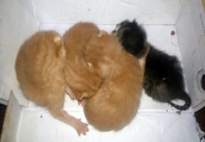 Kedi yavrularını cami avlusuna bıraktılar