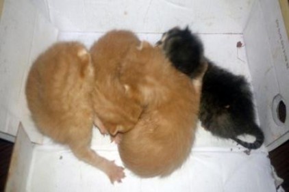Kedi yavrularını cami avlusuna bıraktılar