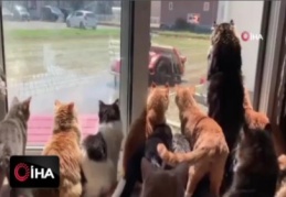 Kediler çiftçiyi dakikalarca pür dikkat izledi