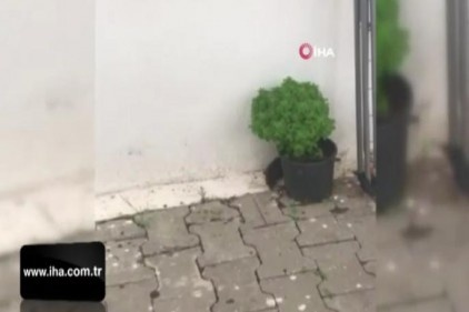 Kedilerden kaçan fare çamaşır asacağında bekledi