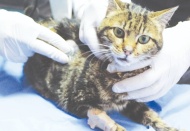 Kedilere 240 kilo mama bağışladı, affedildi