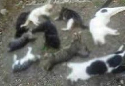 Kedileri silahla vurp, çöp kabına attılar