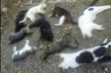 Kedileri silahla vurp, çöp kabına attılar