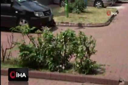 Kedinin avladığı yavruyu kurtaramadılar