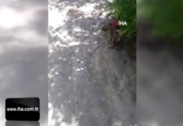 Kedinin yılanla oyunu kameraya yansıdı