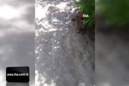 Kedinin yılanla oyunu kameraya yansıdı