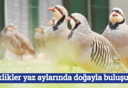 “Keklikler yaz aylarında doğayla buluşuyor”