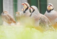 “Keklikler yaz aylarında doğayla buluşuyor”