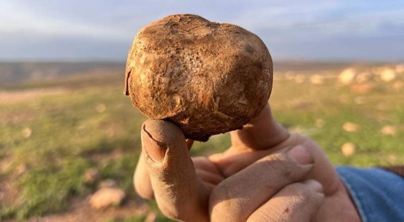 Keme Mardin dağlarında yetişiyor