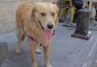 Kendine emanet edilen köpeğe araç çarpınca, panik yaşadı