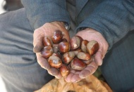 Kestane sahtekarlığına dikkat!