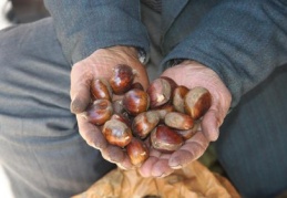Kestane sahtekarlığına dikkat!