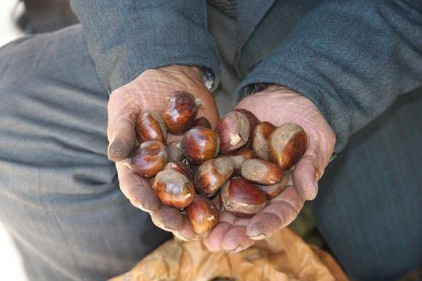 Kestane sahtekarlığına dikkat!