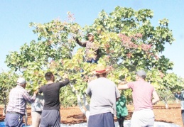 Kilis, fıstığı topladı, bitirdi