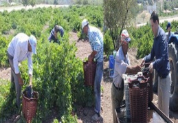 Kilis karası üzüm kurutulmaya başlandı