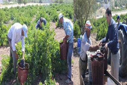 Kilis karası üzüm kurutulmaya başlandı