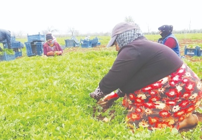 Kilisli üretici, ürünü toplayacak işçi bulamıyor