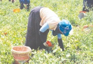 Kilis’te 45 derece sıcaklıkta domates hasadı