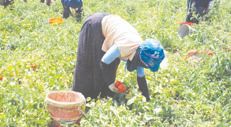 Kilis’te 45 derece sıcaklıkta domates hasadı