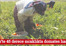 Kilis’te 45 derece sıcaklıkta domates hasadı