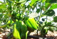 Kilis’te acı biber tarlada 6 TL markette 15 TL’den satılıyor