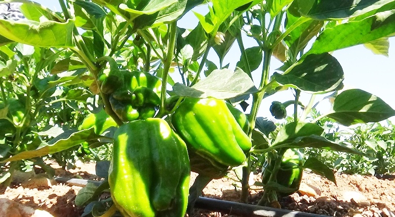 Kilis’te acı biber tarlada 6 TL markette 15 TL’den satılıyor