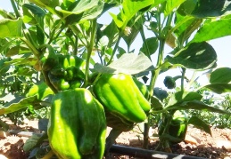 Kilis’te acı biber tarlada 6 TL markette 15 TL’den satılıyor