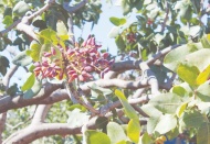 Kilis’te Antep fıstığı hasadı başladı