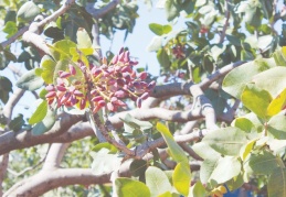 Kilis’te Antep fıstığı hasadı başladı