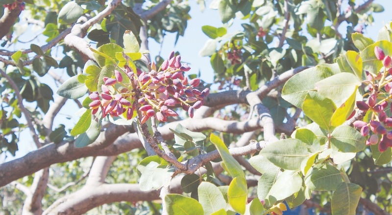 Kilis’te Antep fıstığı hasadı başladı