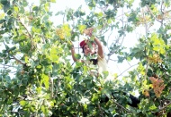 Kilis’te Antep fıstığı hasadı başladı