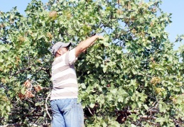 Kilis’te Antep fıstığı hasadı başladı