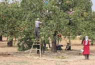 Kilis’te Antep Fıstığı hasadı sürüyor