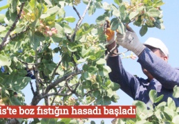  Kilis’te boz fıstığın hasadı başladı