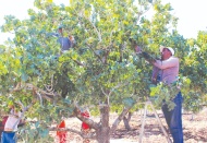 Kilis’te boz fıstık hasadı başladı