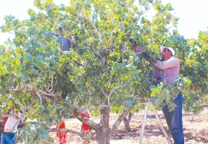 Kilis’te boz fıstık hasadı başladı