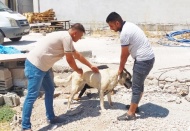 Kilis’te evcil hayvanlara mikro çip takılıyor