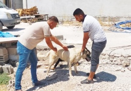 Kilis’te evcil hayvanlara mikro çip takılıyor