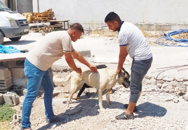 Kilis’te evcil hayvanlara mikro çip takılıyor