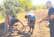 Kilis’te evcil hayvanlara mikro çip uygulaması başladı