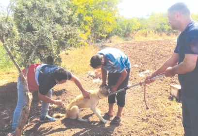 Kilis’te evcil hayvanlara mikro çip uygulaması başladı