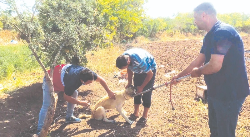 Kilis’te evcil hayvanlara mikro çip uygulaması başladı