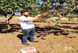 Kilis’te, yeni mahsul Antep fıstığı piyasaya çıktı. 