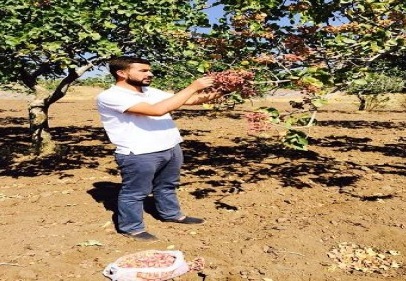 Kilis’te, yeni mahsul Antep fıstığı piyasaya çıktı. 