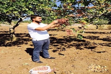 Kilis’te, yeni mahsul Antep fıstığı piyasaya çıktı.