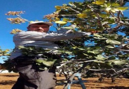 Kilis’te yeni mahsul Antep fıstığının hasadı başladı