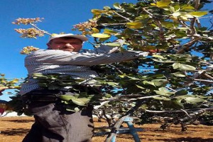 Kilis&#8217;te yeni mahsul Antep fıstığının hasadı başladı