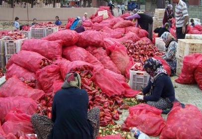 Kilosu 50 kuruşa salçalık biber temizliyorlar