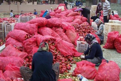 Kilosu 50 kuruşa salçalık biber temizliyorlar