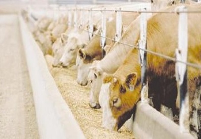 Kilosu 15 liradan istediğiniz kadar et satarız